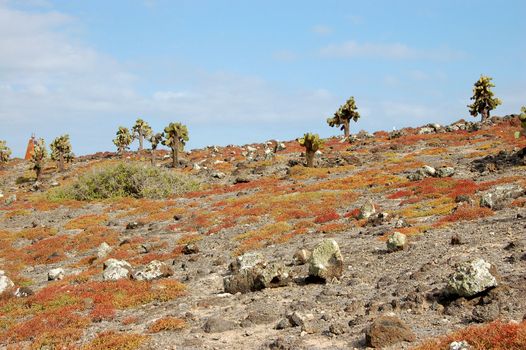 Rocky terrain with succulents and cacti on Plaza Island in the Galapagos Islands