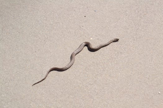 snake in the sand