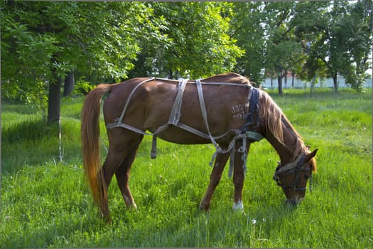 Beautiful brown horse at farm 