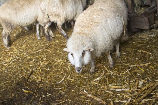 Sheep near the manger with hay