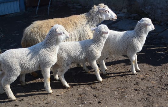 sheep walking through the yard