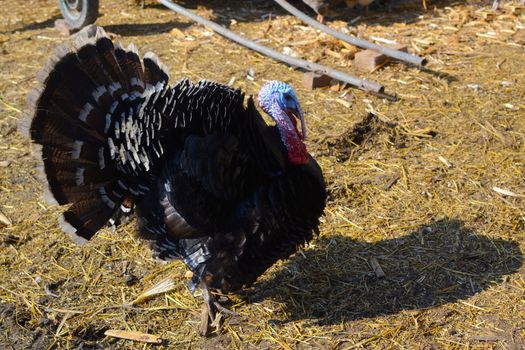 turkey walking through the yard