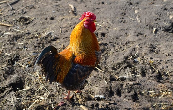 rooster walking around the yard