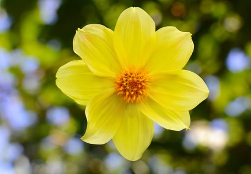 beautiful yellow narcis