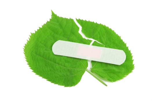 Environment protection, green leaf bandaged with white patch