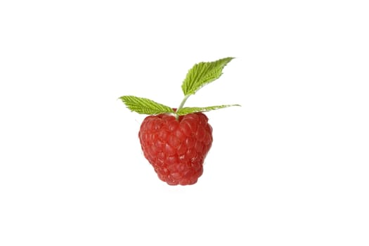 Ripe raspberry with green leaf on white background