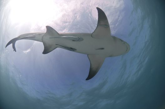 The view from below of a tiger shark, Bahamas