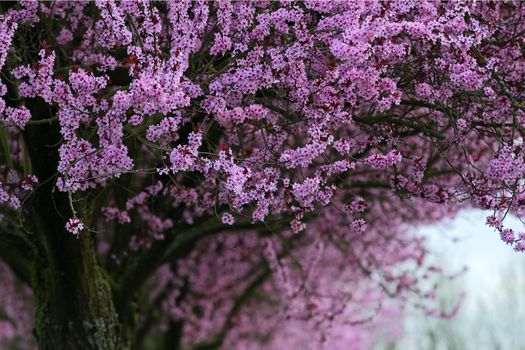blossoming tree with pink colors