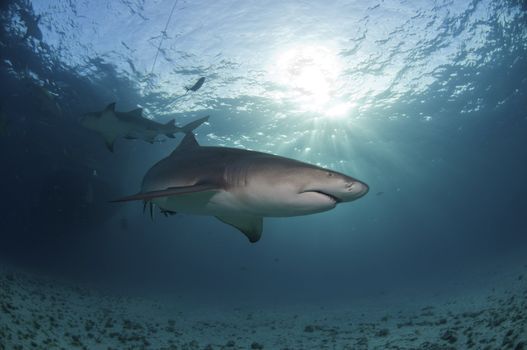 The view of a lemon shark being lit by sun rays, Bahamas