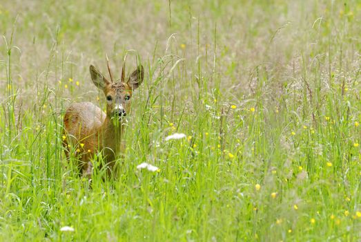 a wild deer in a meadow