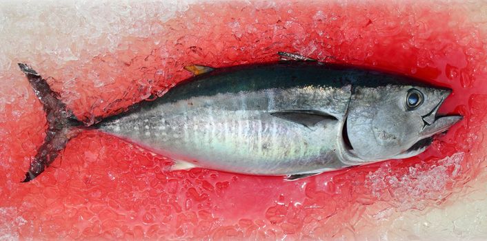 Bluefin tuna Thunnus thynnus saltwater fish bloody ice