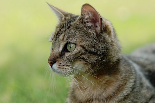 a tabby cat portrait