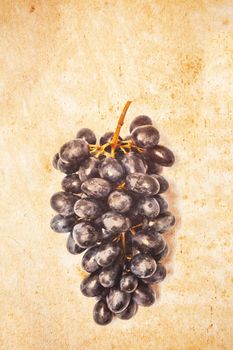 a bunch of grapes on a background of old paper