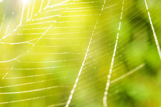 image of the spider web with water drops