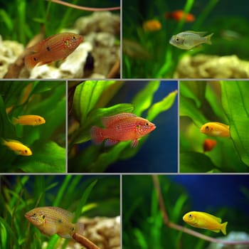 collage: cichlid aquarium fish in the aquarium