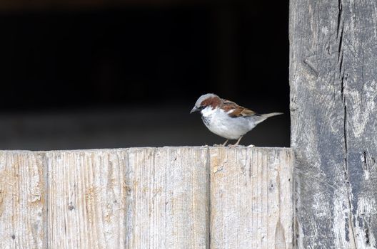 a sparrow on wooden board