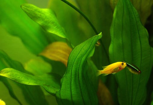 Cichlid in the aquarium