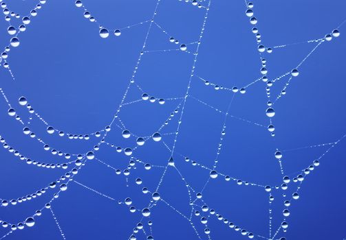 spiderweb on blue background