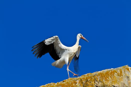 Beautiful white stork