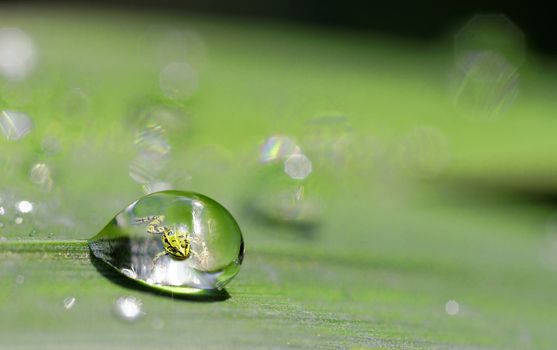 a frog in a drop of dew