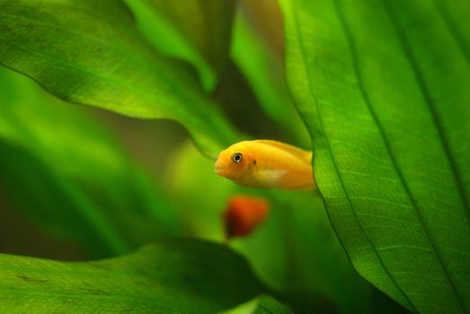 Cichlid in the aquarium