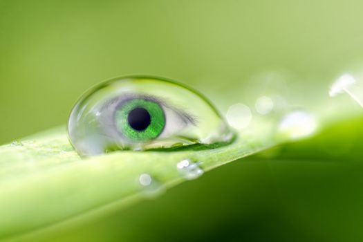 an eye inside a drop of dew 