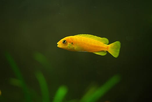 Cichlid in the aquarium