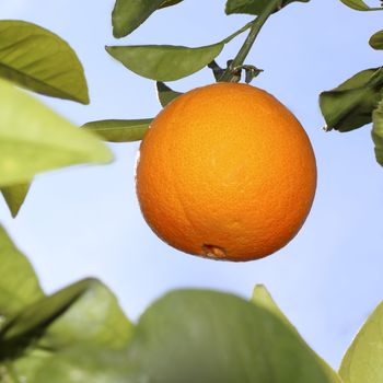 oranges fruit on a orange tree with sky