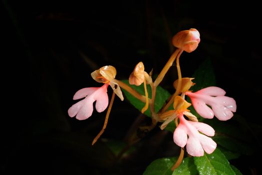 The Pink-Lipped Habenaria (Pink Snap Dragon Flower) found in tropical rainforests .This Photo take in Phu Hin Rong Kla National park, Thailand.