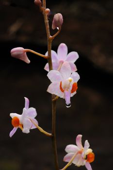 Pink orchid (Doritis pulcherrima var. buyssoniana)  found in tropical rainforests .This Photo take in Phu Hin Rong Kla National park, Thailand.