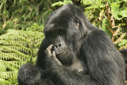 Close up on a gorilla scratching it's face, Rwanda