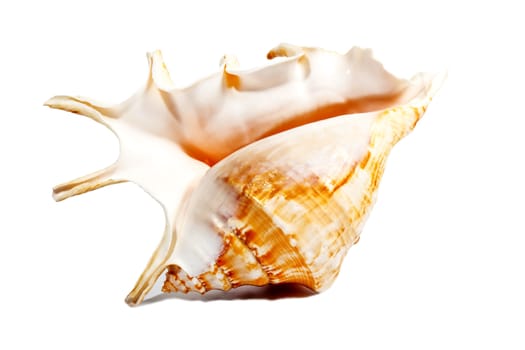 Pink and orange sea shell isolated on white