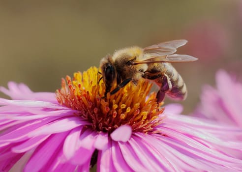 close up of bee on chrysanthemum