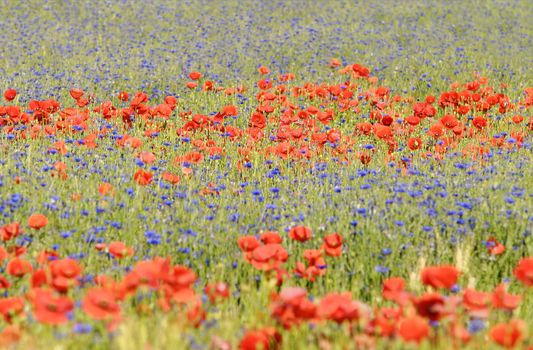 poppies and cornflower in a meadow
