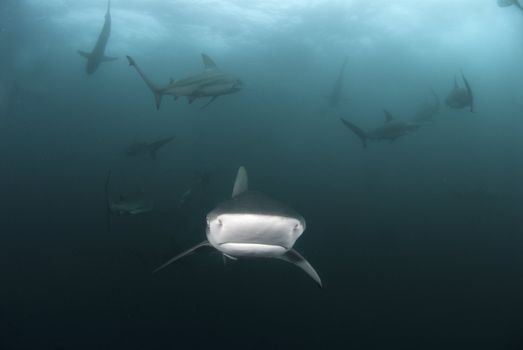 A close up on a blacktip shark, KwaZulu Natal, South Africa