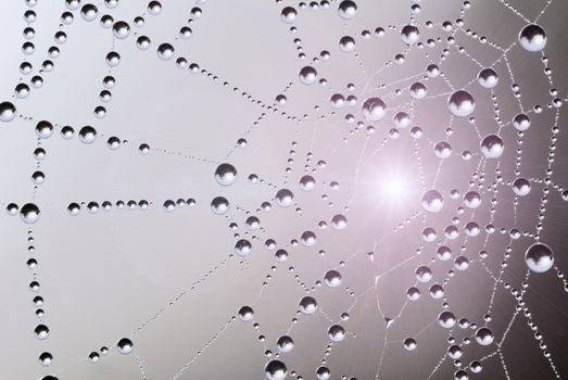 spiderweb covered with dew