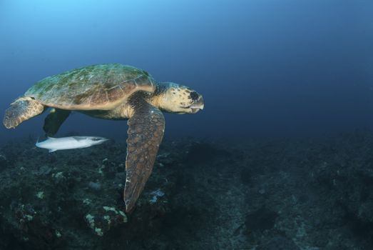 The side view of a sea turtle and a fish friend, KwaZulu Natal