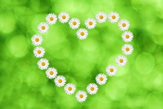 heart made in daisies flower on green background