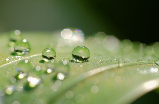 droplets on green leaf