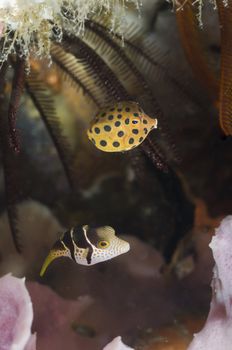 Fish swimming together along a reef, Zavora, Mozambique