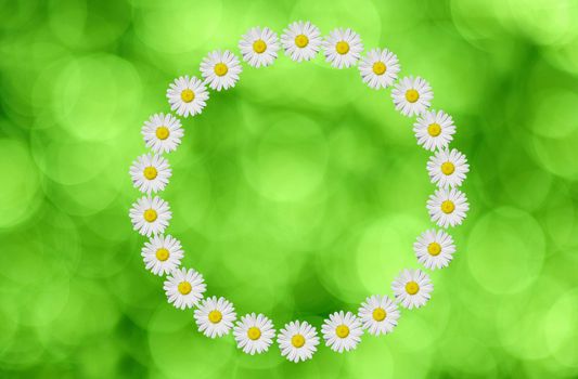a circle made in daisies flower on green background