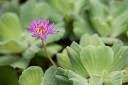 a pink lotus flower under a leaf