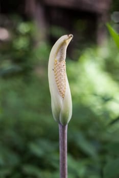 flower in forest Thailand