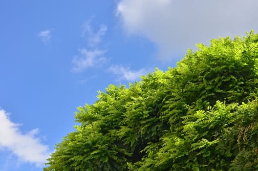 Very fresh green acacia tree over blue summer sky, as nature background.