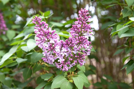 lilac tree starting flowering in garden - spring