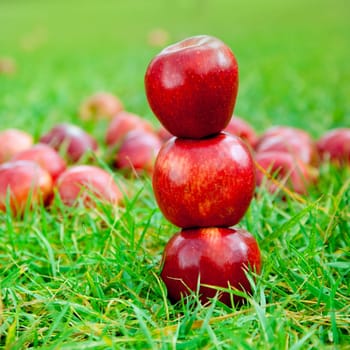 three red apples stacked in grass field with many in background