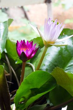 pink and white lotus on the lake Thailad