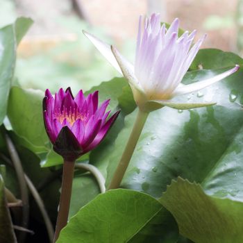 pink and white lotus on the lake Thailad