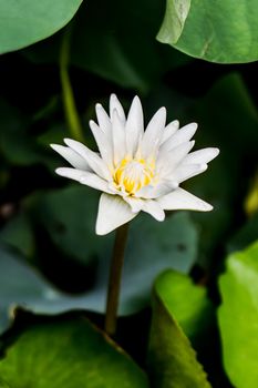 white lotus on the lake in Thailand