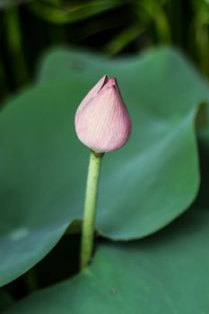 Pink lotus on the lake in Thailand